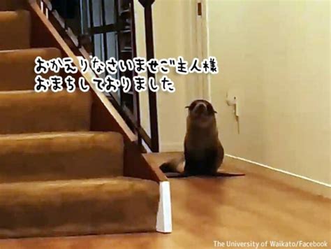 狗狗家|パパが帰宅したら、家で待っていた超大型犬が…豪快。